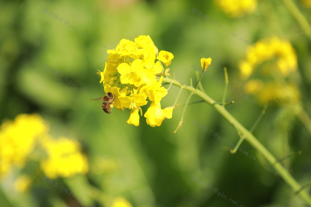 油菜花 小蜜蜂