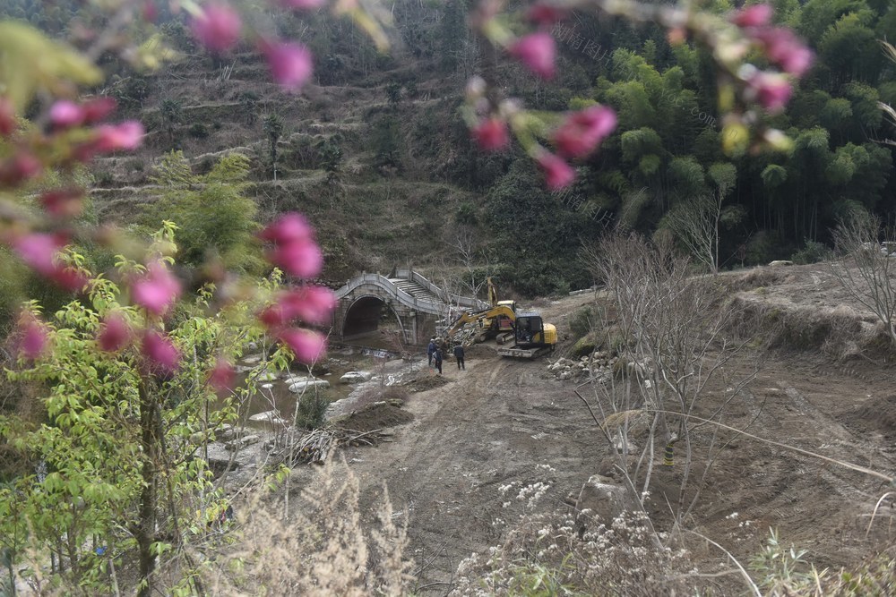 植树  绿化  造林  生态  美化   乡村