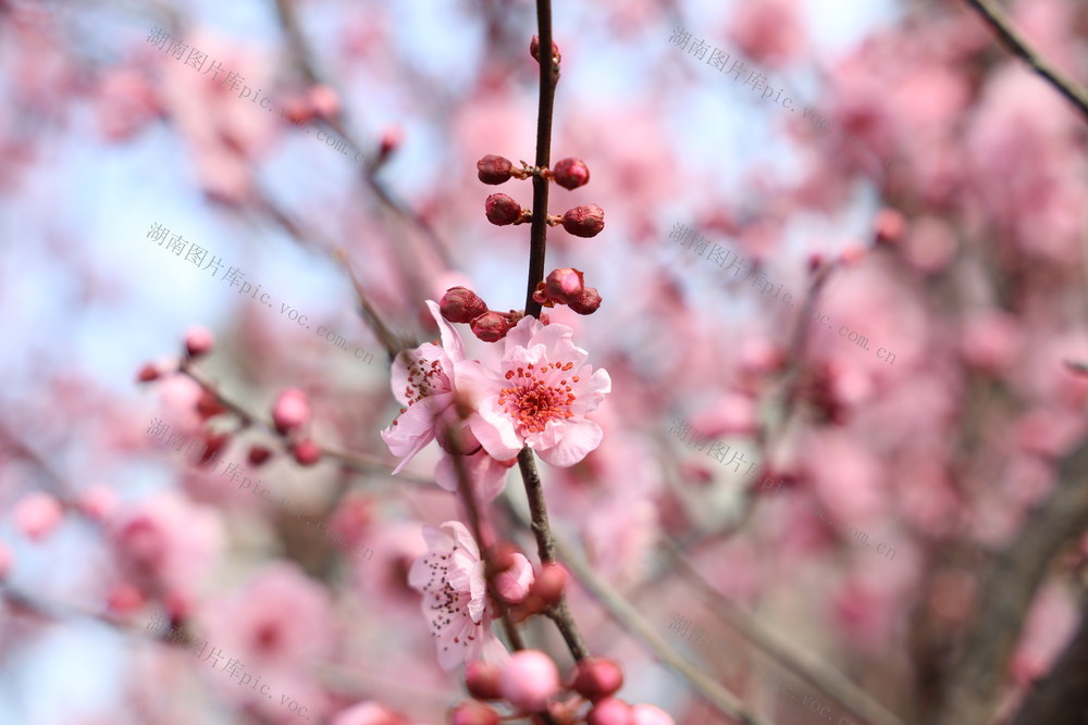 美人梅；花开；春花