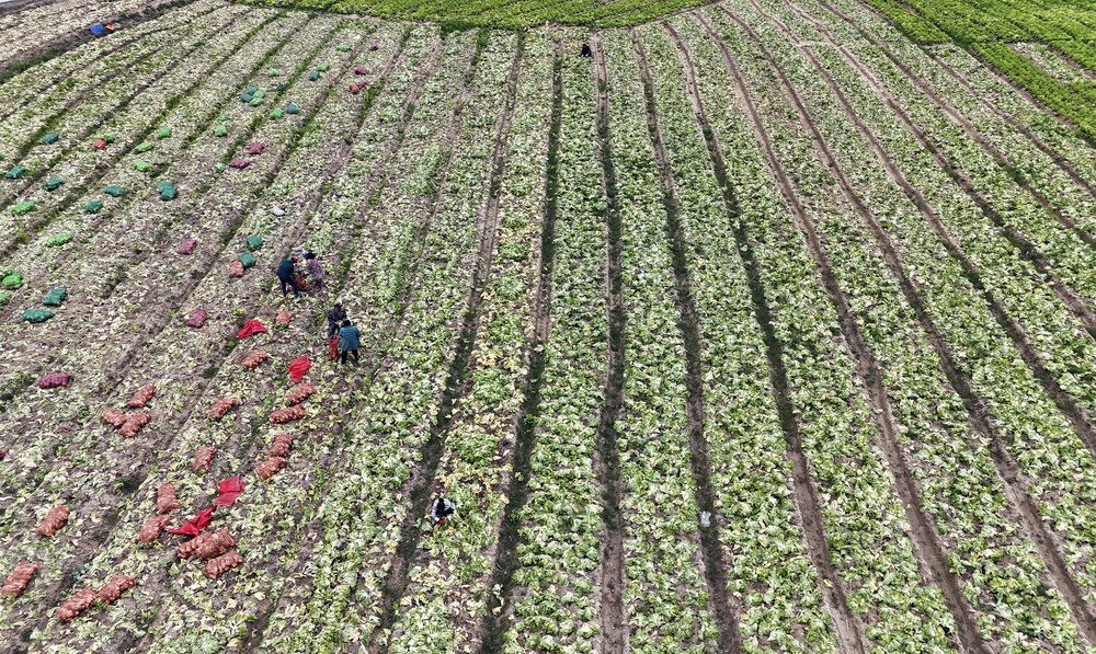 早春时节 春耕备耕 人勤春早 农业生产 农民增收
