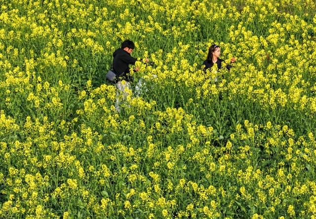 油菜花
道县
春天
