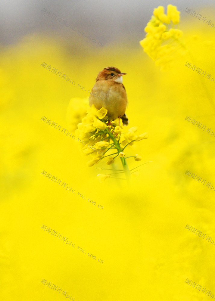 嘉禾：鸟语花香