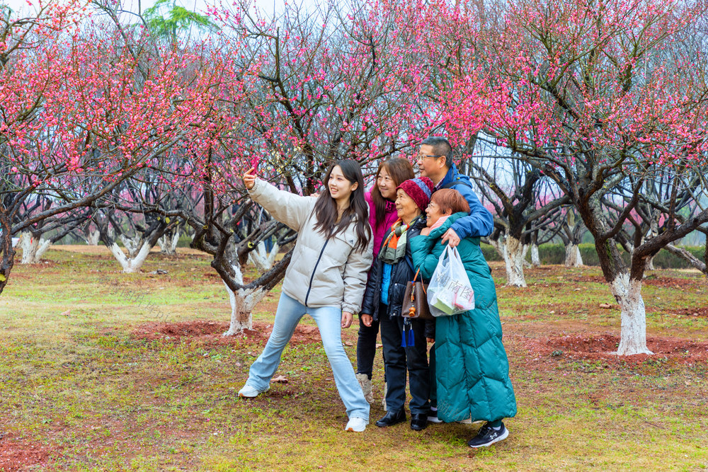 梅花、周末、旅游
