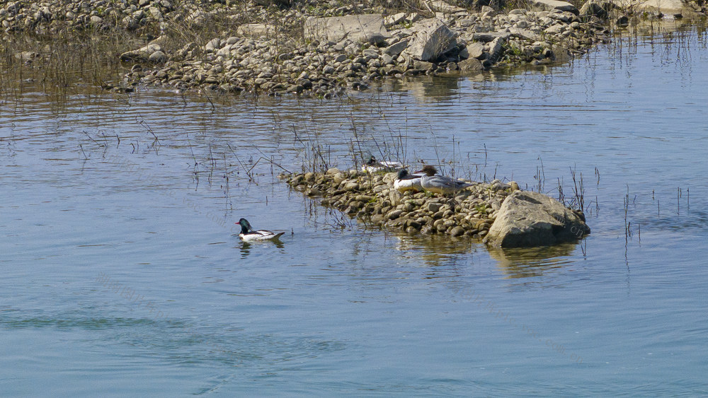 濒危物种 中华秋沙鸭 羞女湖湿地公园 