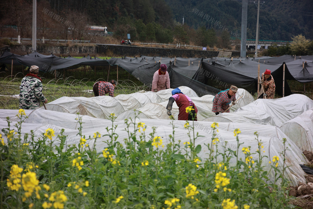 春耕 育苗 春 油菜花 农民