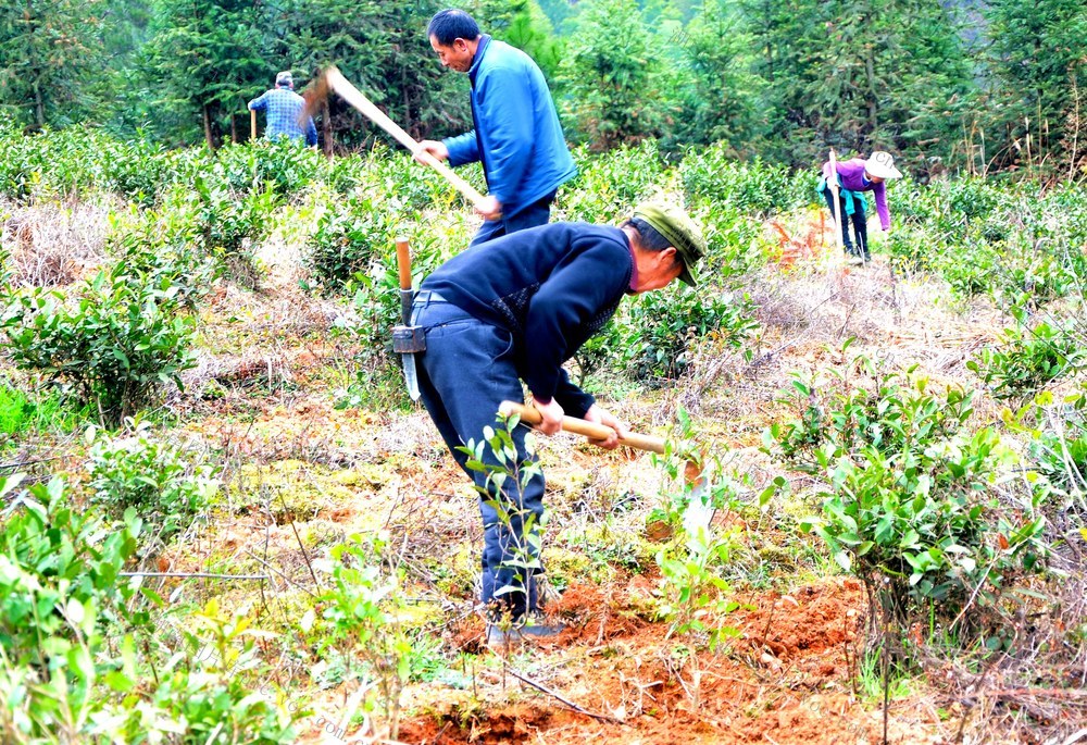 茶叶 茶农 补植 价值