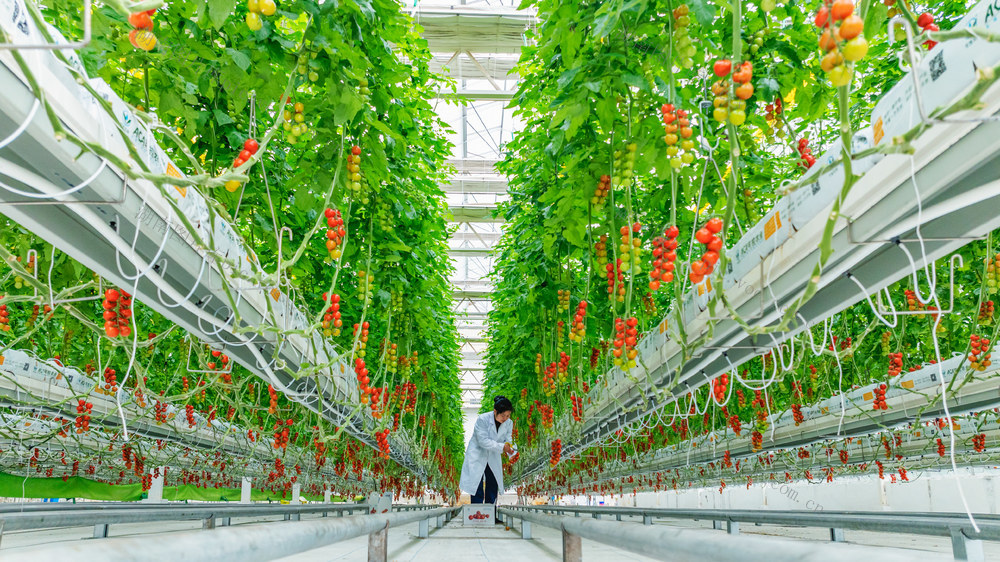 智慧农业  水肥一体化 智造  研发  生产  示范