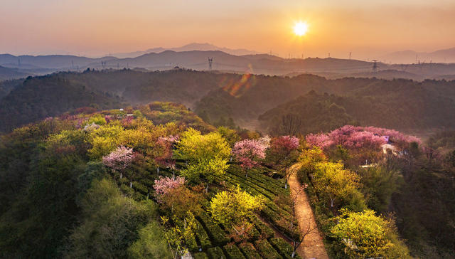 今天  2月28日  湖南  郴州  苏仙区  高椅岭  樱花茶园内  红粉佳人  中国红  八重樱  樱花 
 丹霞地貌  茶绿樱红  壮丽景观 
 浪漫花海  游客  