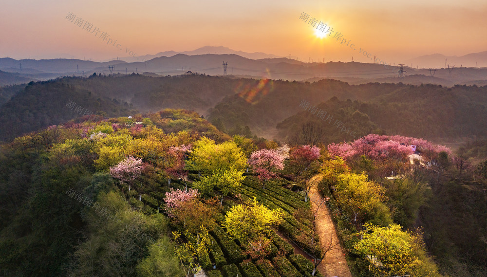 今天  2月28日  湖南  郴州  苏仙区  高椅岭  樱花茶园内  红粉佳人  中国红  八重樱  樱花 
 丹霞地貌  茶绿樱红  壮丽景观 
 浪漫花海  游客  