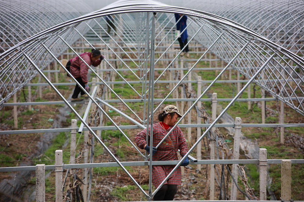 大棚 农业 产业 农民 乡村