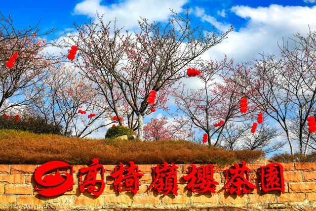 湖南  郴州  苏仙区  高椅岭 茶园  樱花  红粉佳人  丹霞地貌  茶绿樱红  浪漫花海  游客 
