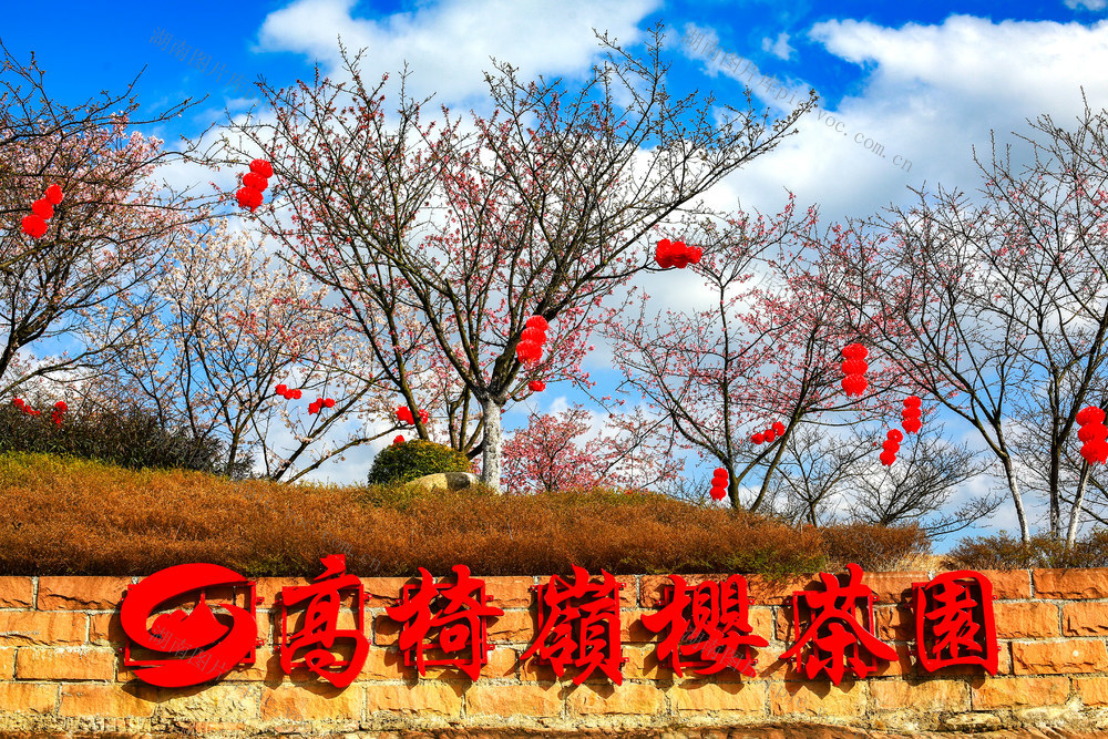 湖南  郴州  苏仙区  高椅岭 茶园  樱花  红粉佳人  丹霞地貌  茶绿樱红  浪漫花海  游客 