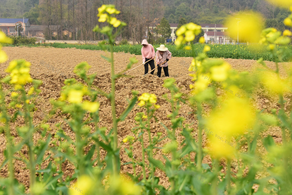 早春  油菜花  农事  整地  田间管护