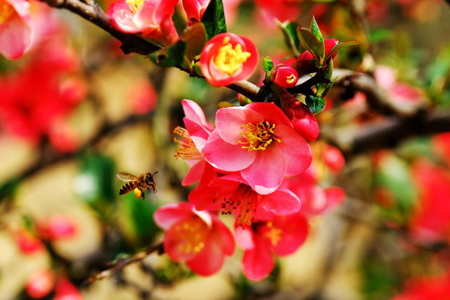 海棠花，长沙园林生态园