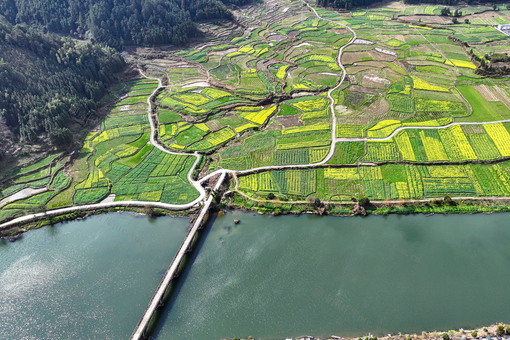 油菜 花 花海 田 春 