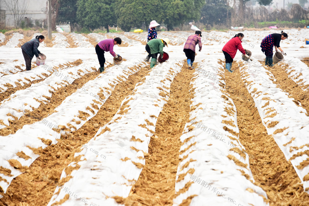 春耕生产  烤烟种植  移栽准备  土地整理  基肥穴施