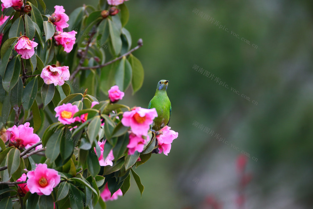 湖南，龙山，花红，鸟欢，春天，生机勃勃