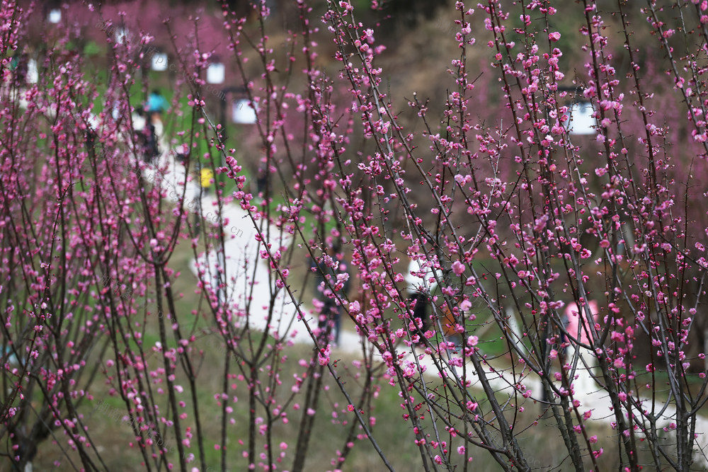 梅花 人民公园 休闲