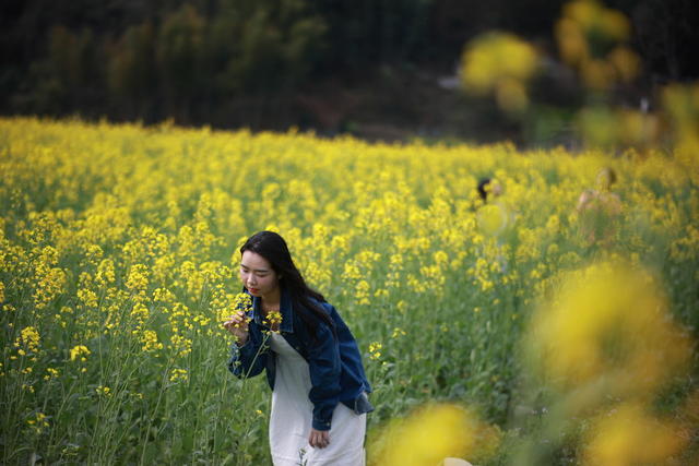 油菜 花 赏花 田 春