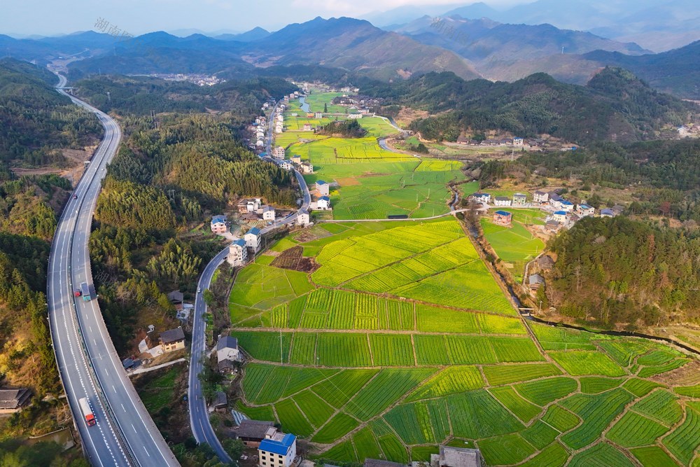 油菜花、春天、春景、稻油轮作、公路