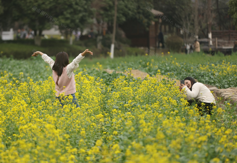 油菜花,张家界,踏春,黄龙洞