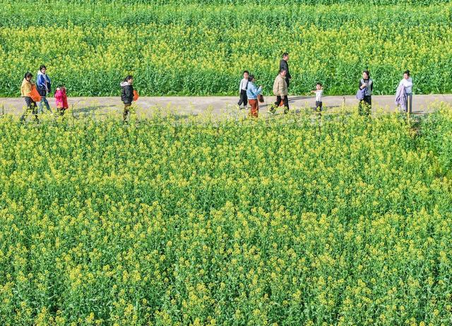 踏青赏花 乐享春光
油菜花
道县