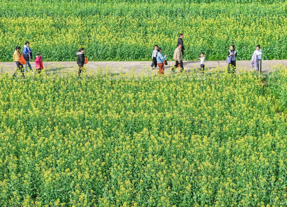 踏青赏花 乐享春光
油菜花
道县