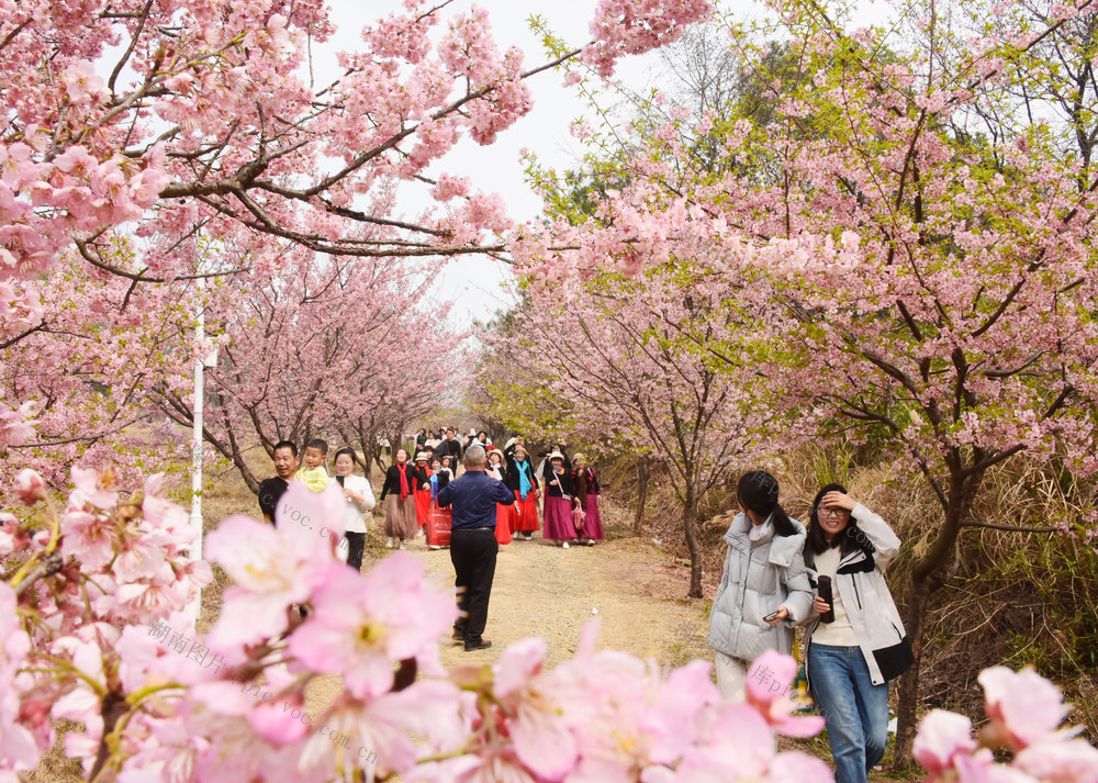 早春  樱花  游客  赏春