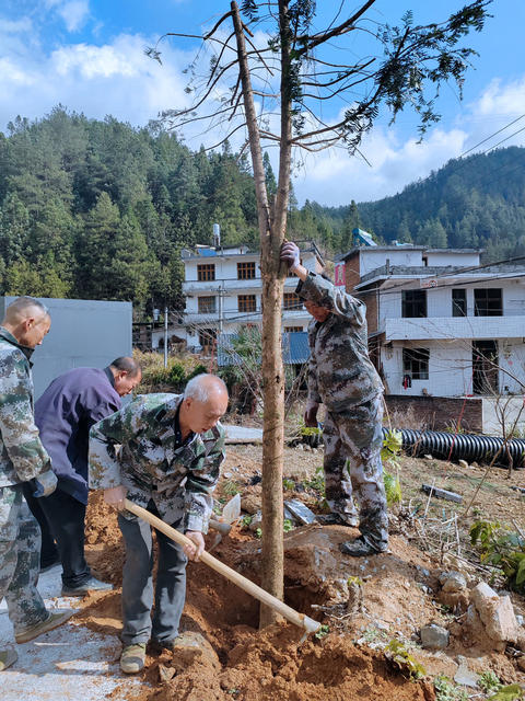湖南桂东 植树造林