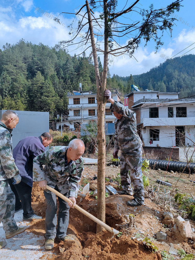 湖南桂东 植树造林