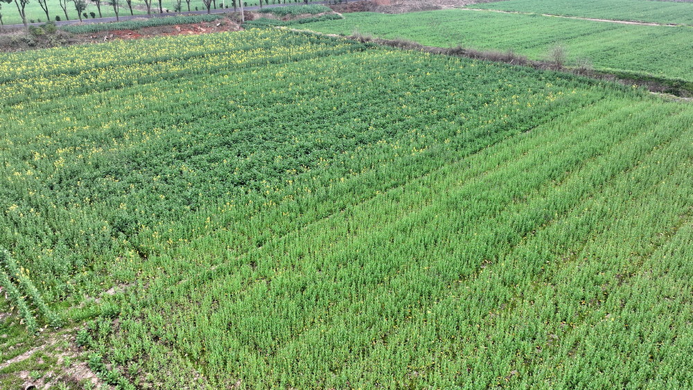 南县囗油菜囗长势口喜人