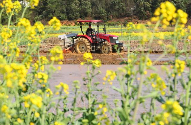 粮食 生产 早稻 育秧 翻耕 平整 稻田