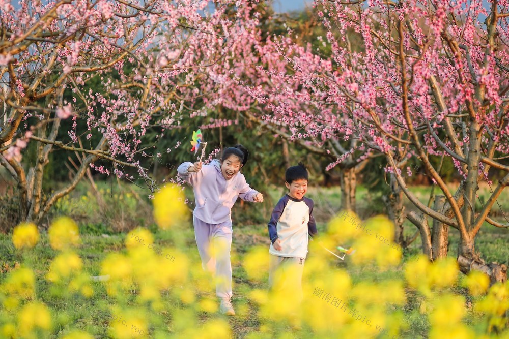 桃花 油菜花 春光 春天 游玩 踏青