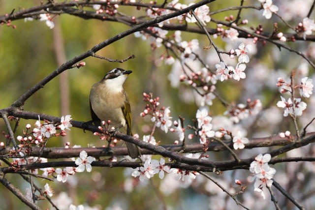 潇湘中路，早樱绽放，鸟语花香，春意盎然
