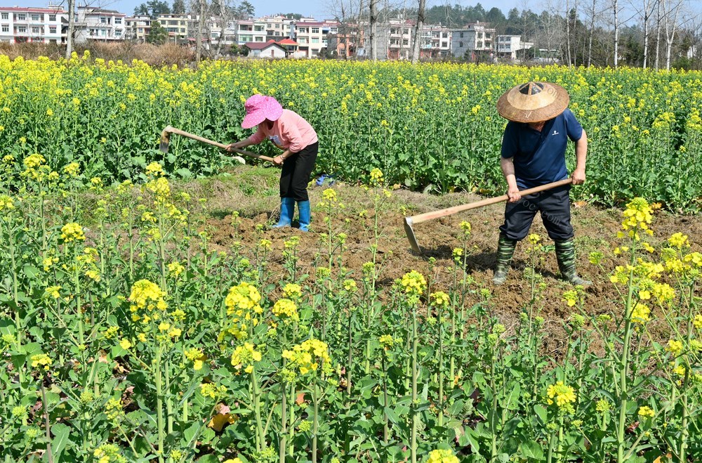 春耕，春种，锄地，田间，农业，农民，农忙，劳作，花，天气，春管  农时
