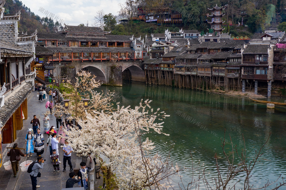 凤凰古城  旅游  樱花  