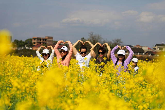 油菜花  花  游客  赏花  拍照  踏青