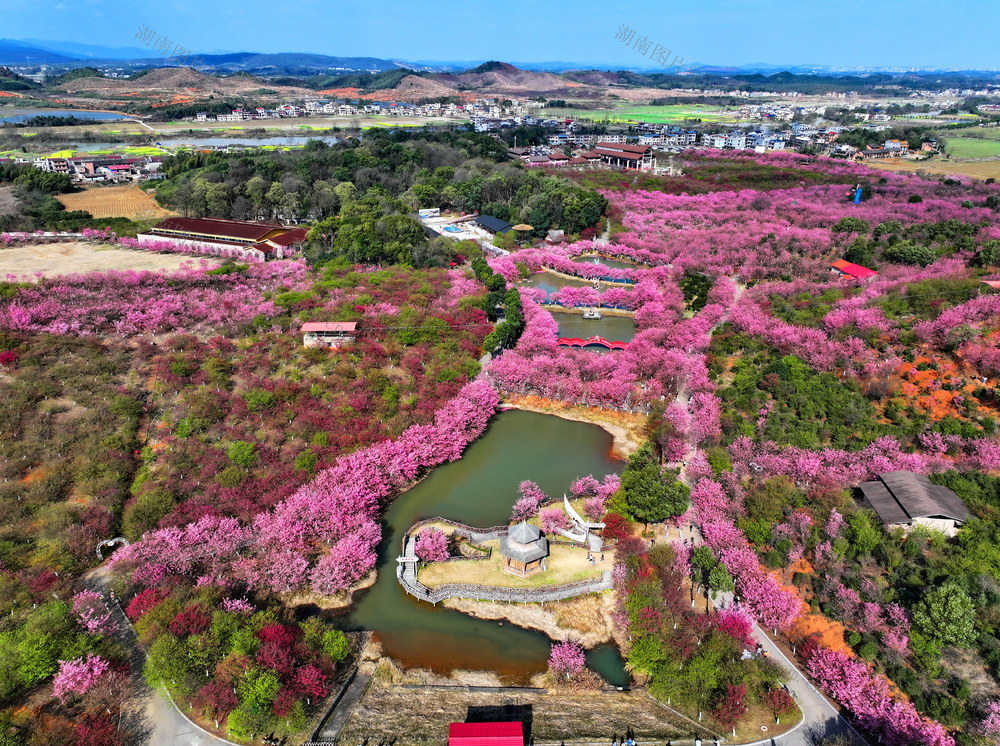 常宁  樱花  盛开  醉游人