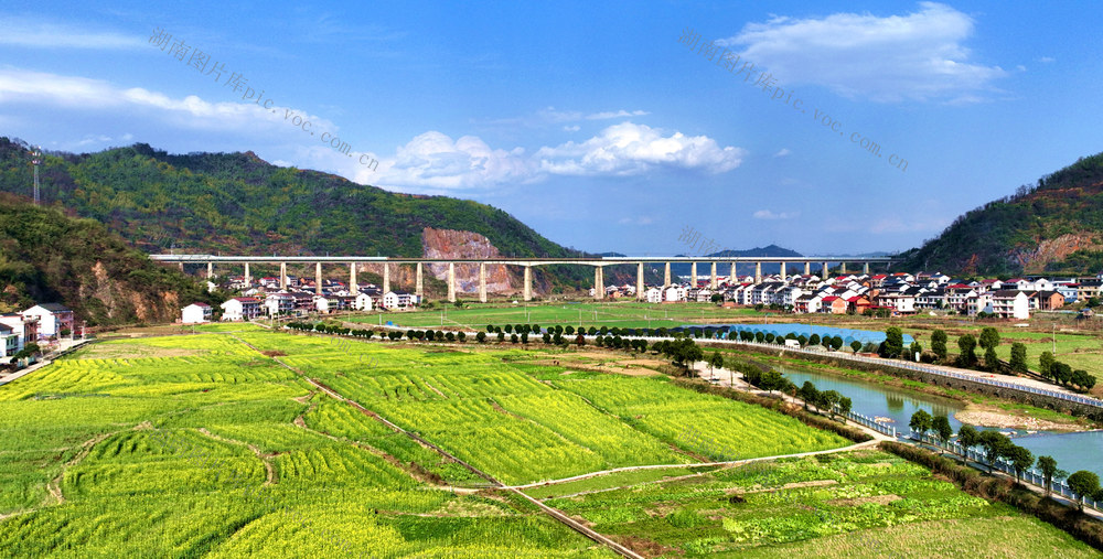 油菜花，旅游，乡村