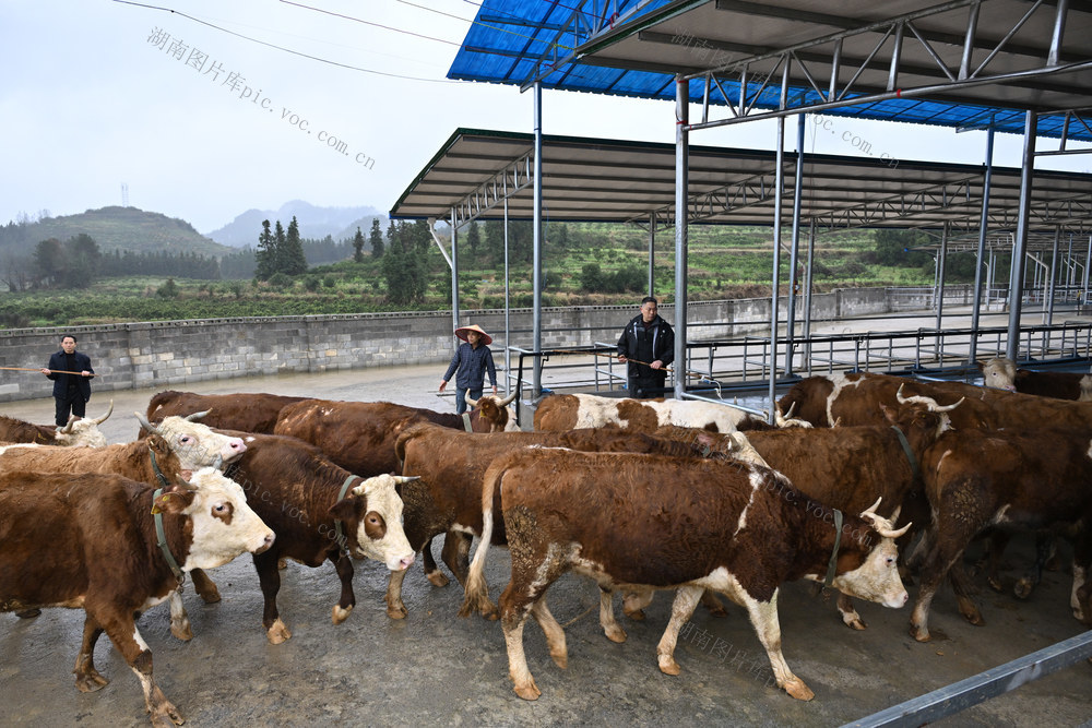 经济　村集体经济　产业　黄牛养殖