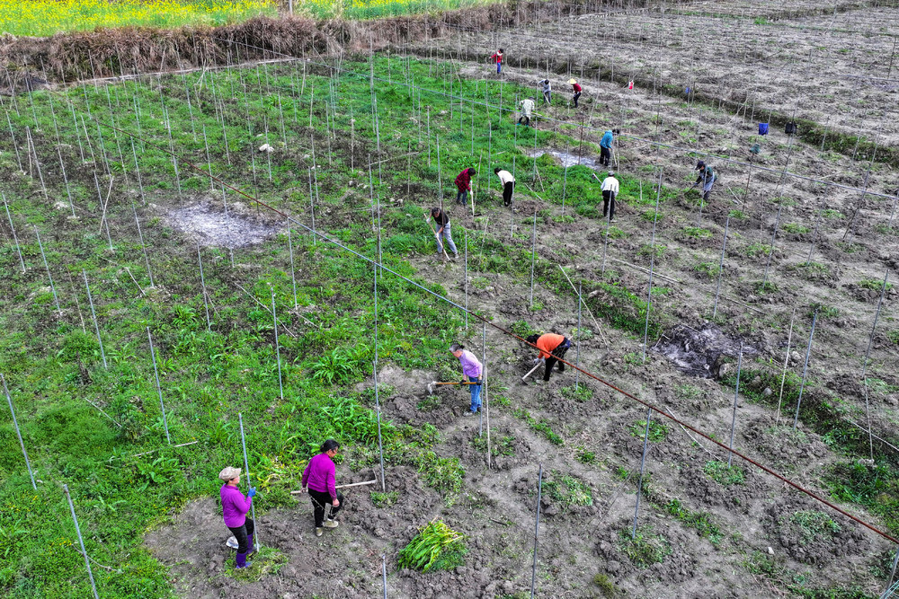 村集体、劳动、农业、种植、春耕