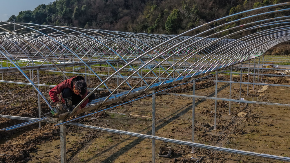 建大棚  催芽  育秧