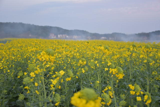 油菜花怒放