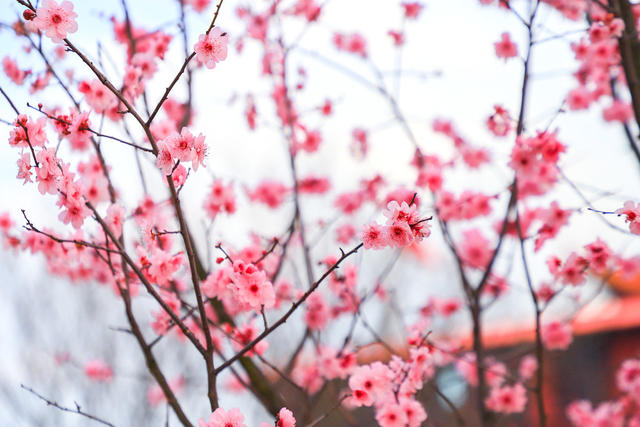 春游 踏青 摄影 打卡