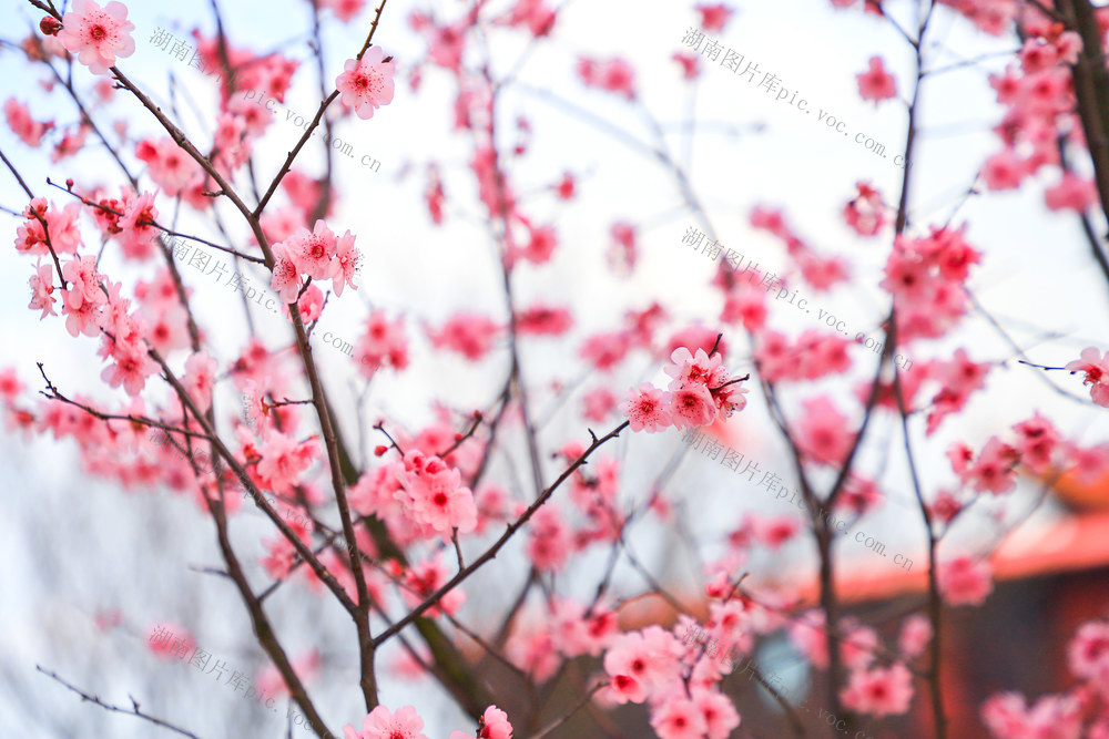 春游 踏青 摄影 打卡