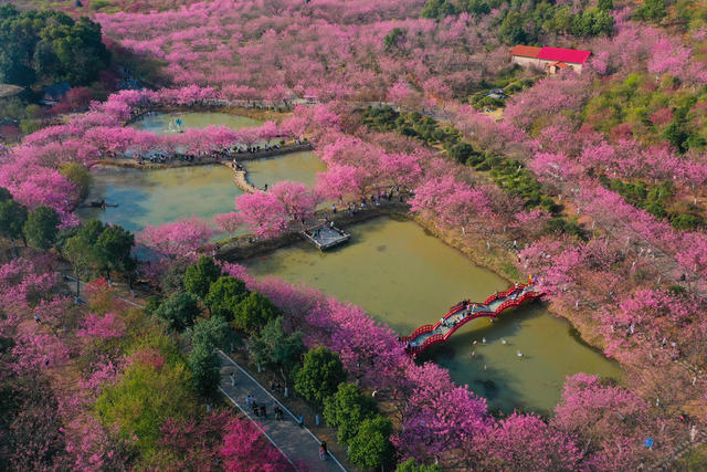 赏花 樱花 春游 旅游
