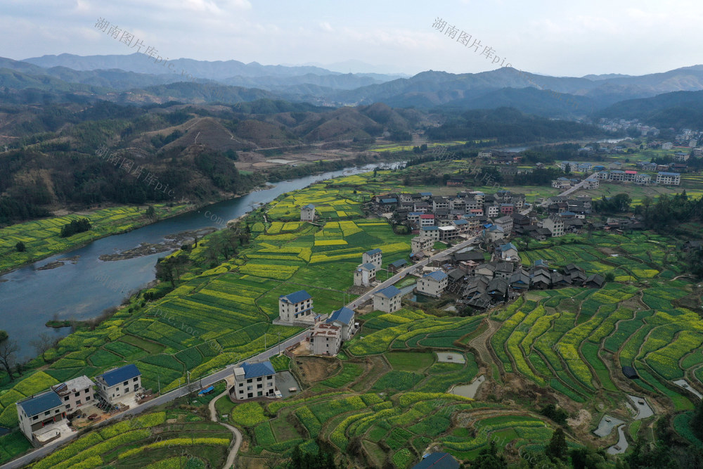 油菜花开 美丽乡村 生态田园 新农村