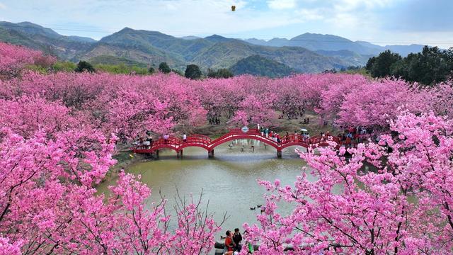 湖南  常宁  樱花  盛开