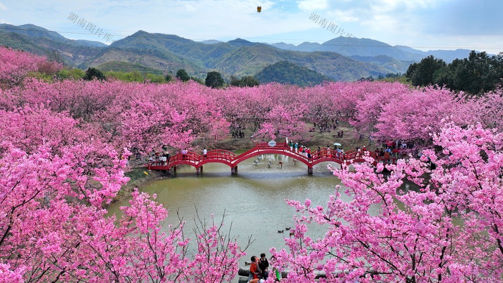 湖南  常宁  樱花  盛开