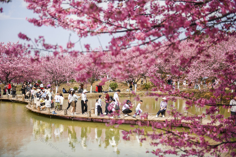 春色
樱花
景区